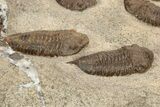 Cluster Of Ordovician Trilobites (Sokhretia?) - Erfoud, Morocco #233898-7
